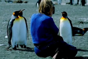 Visitor gets up close with King Penguins